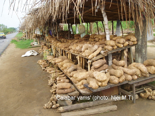 Calabar yams (photo Njei M.T)